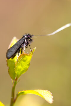 vertical macrophotography of the adela reaumurella butterfly