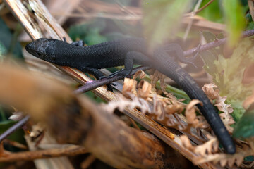 macrophotography of fauna, zootoca lizard vivipara melanica hiding in undergrowth. copyspace