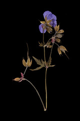Geranium Pratense with Violet Flowers Isolated on Black Background
