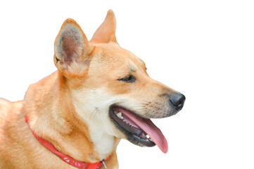 Close-up image of a brown Thai dog on a transparent background PNG