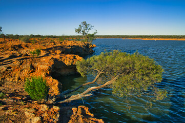 Shore of a small lake in the Western Australian outback, gnarled eucalyptus hanging over the water,...