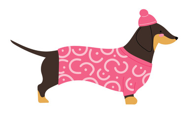 Cute Dachshund wearing warm pink outwear clothes and a hat, for walking outside in cold season. Isolated vector illustration