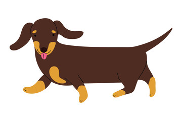Adorable Dachshund doggy walking, showing tongue. Isolated vector illustration