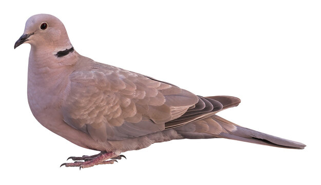 Male of Eurasian collared dove (Streptopelia decaocto), isolated on transparent background