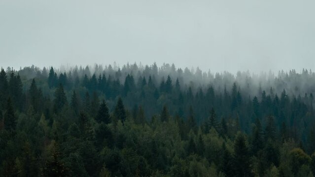 Foggy weather in mountains. Timelapse video of mist flowing between spruce trees in mountains, calm evening after the rain