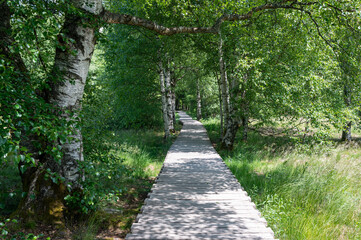 Fototapeta premium Black moor with a new wooden path