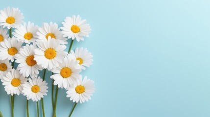 Daisy flowers on blue sky background