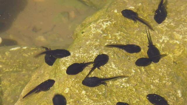 Southern Urals, summer. Tadpoles in a mountain pond.