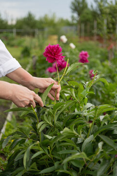 Hands of woman cutting phony flower in garden