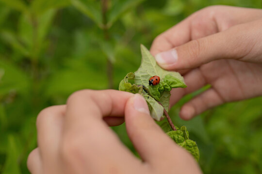 Hands of girl holding leaf with ladybug