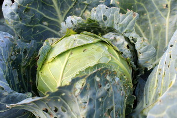 The cabbage in the garden is being eaten by caterpillars; the leaves are all full of holes.