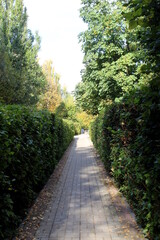 Fototapeta na wymiar The path runs between tall bushes of trees.