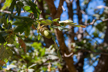 Acorns and green oak leaves in early autumn