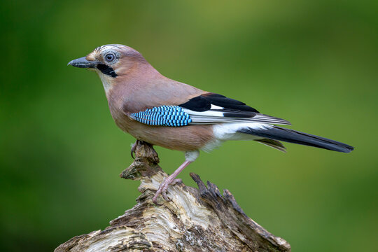 Portrait of Eurasian jay (Garrulus glandarius) perching on tree stump