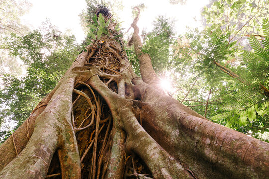 Huge tree with roots in forest