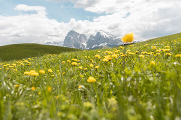 Scenic view of flowers in meadow under cloudy sky