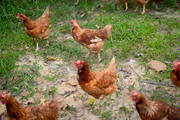 chicken and agriculture with smile in portrait, poultry livestock with sustainability and organic with free range. Happiness, farming and environment, animal and farmer is outdoor