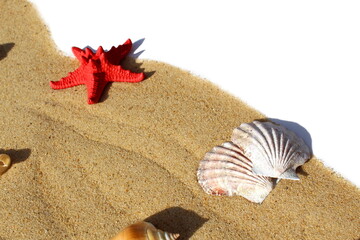 Sand and shells are on a white background.