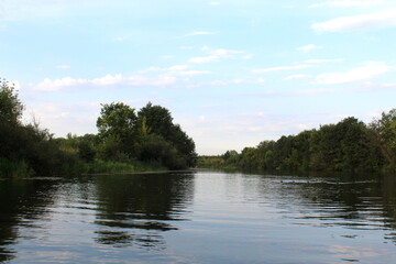 A pond with trees growing on the shore on a summer evening.