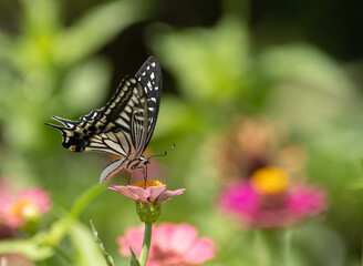 花の蜜を吸うアゲハチョウ