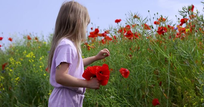 Little girl collects a bouquet of red poppy flowers in a poppy field. Five-year-old girl collects a poppy bouquet, slow motion video.