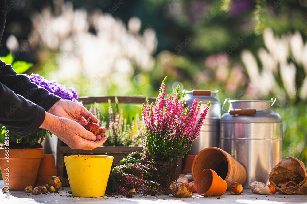 Wall mural Person planting flower bulbs in the garden