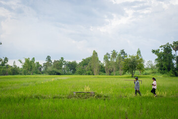 Father and son walking to the rice field, walking along the farm road
