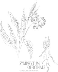 Comfrey or Grande consoude root and leafs vector contour. Symphytum officinale plant outline. Set of Symphytum officinale herb in Line for pharmaceuticals. Contour drawing of medicinal herbs