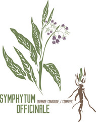 Comfrey or Grande consoude root in color vector silhouette. Medicinal Symphytum officinale plant. Set of Symphytum officinale flowers in color image for pharmaceuticals. Medicinal herbs color drawing - obrazy, fototapety, plakaty