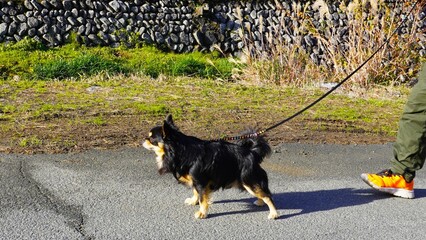 西日のキツイ中を散歩するチワワ