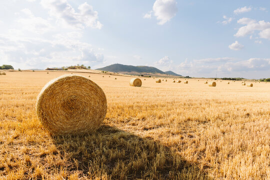 Bale of straw in stubble field on sunny day