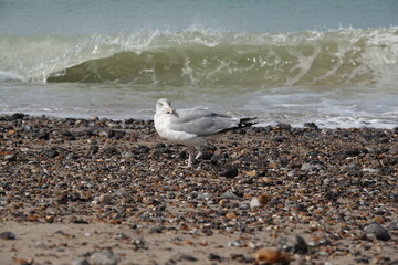 Une mouette à une patte sur la plage de galets de Dieppe en Normandie