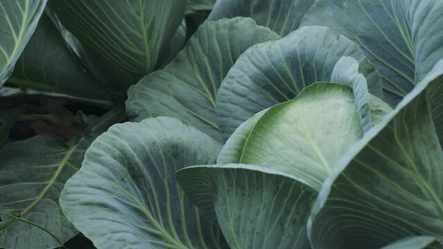 White cabbage growing in a farmer's field. Organic growing of vegetables. Close-up.