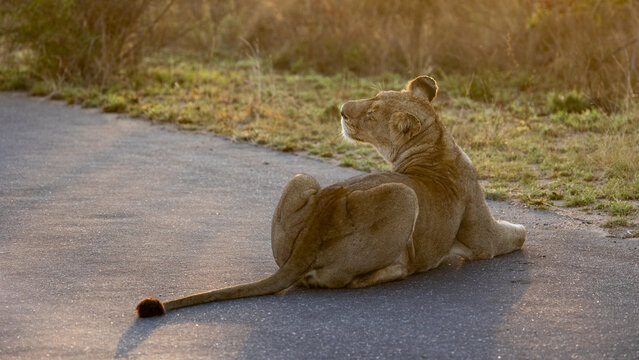 a lioness sniffing the air