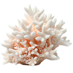 Coral Bleaching, transparent background, isolated image, generative AI
