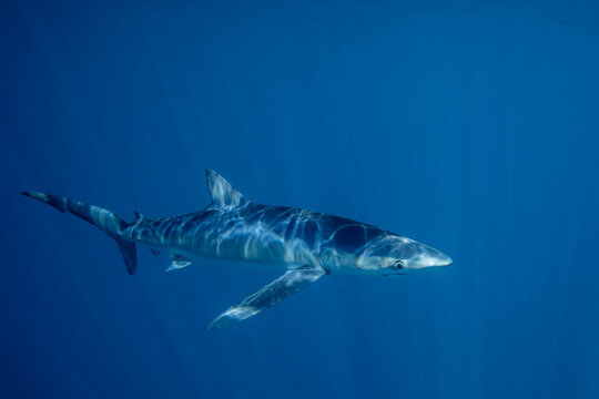 Mexico, Baja California, Underwater view of blue shark (Prionace glauca)