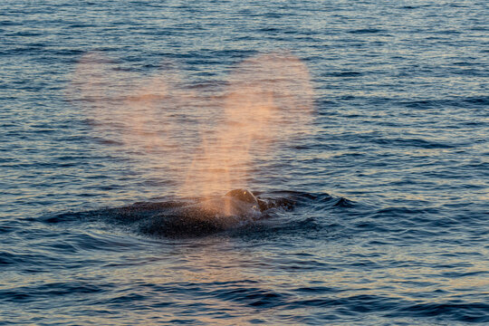 Mexico, Baja California, Humpback whale (Megaptera Novaeangliae) breaching in Sea Of Cortes