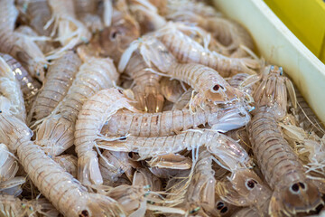 Squilla mantis, species of mantis shrimp found in shallow coastal areas of the Mediterranean Sea and the Eastern Atlantic Ocean: cicala or pacchero, fished mantis shrimp sold in a fish market in Bari - obrazy, fototapety, plakaty