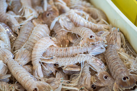 Squilla mantis, species of mantis shrimp found in shallow coastal areas of the Mediterranean Sea and the Eastern Atlantic Ocean: cicala or pacchero, fished mantis shrimp sold in a fish market in Bari