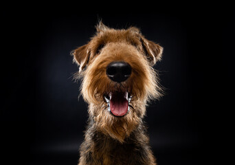 Portrait of an Airedale Terrier in close-up.
