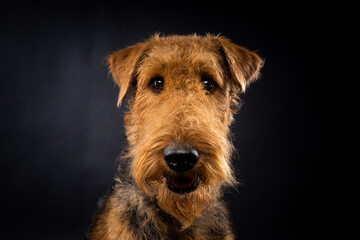 Portrait of an Airedale Terrier in close-up.