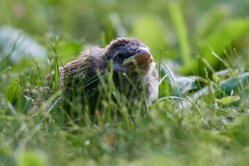 Junger Haussperling, welcher zu zeitig aus dem Nest gefallen ist