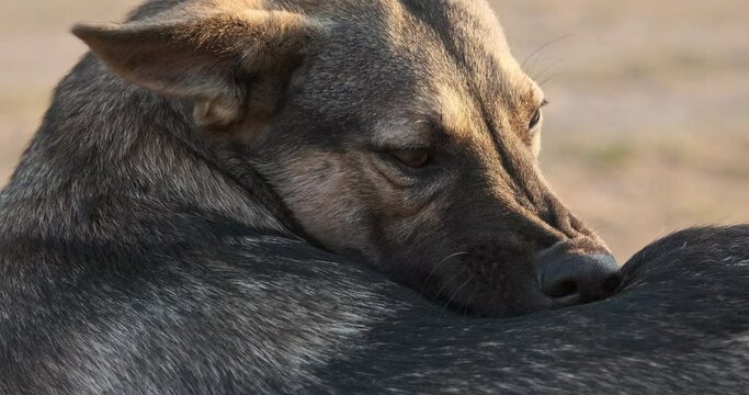 Stray dog bites fleas on its back among its fur, close-up of its muzzle.