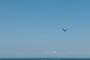 Nature background with copy advertising space. A bird flying in blue clean clear sky background, above Atlantic Ocean