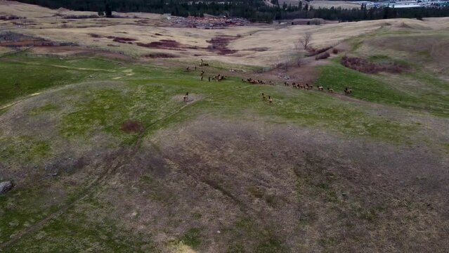 Large Herd of Elk Migrating and Running in an Open Field. Wildlife Reserve, During Rut Mating Season. 4K Aerial Drone Shot. British Columbia, Canada.