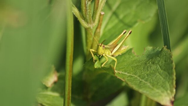 Close Up Of A Grasshopper Moving Its Hind Femur.