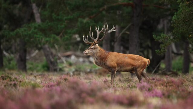 Majestic dominant red deer stag with big antlers walk in meadow, Hoge Veluwe