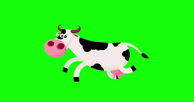 Cartoon big spotty speckled black and white 1 cow character run right to left greenbox. Cute character animal running. Funny isolated moves creature useful animation.
