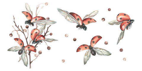 Red ladybugs with black dots flying with apple tree branches. Hand drawn watercolor illustration. Set of isolated objects on a white background.