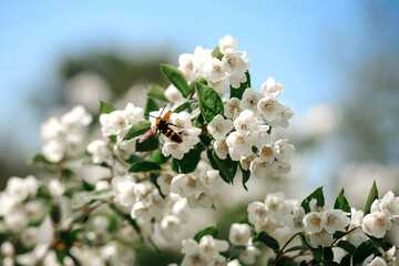 A flying bee pollinates white flowers - obrazy, fototapety, plakaty